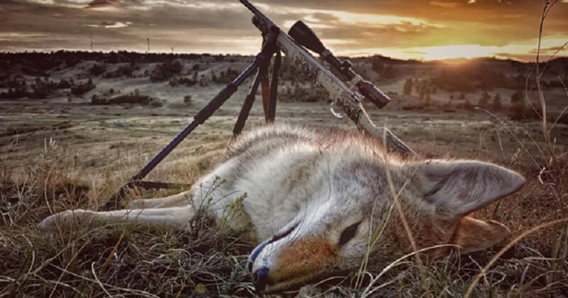 pros and cons of coyote decoys